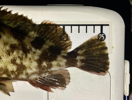 カサゴ釣りイベント6(記録更新)