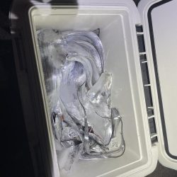 ★★大爆釣入れ食い状態★★