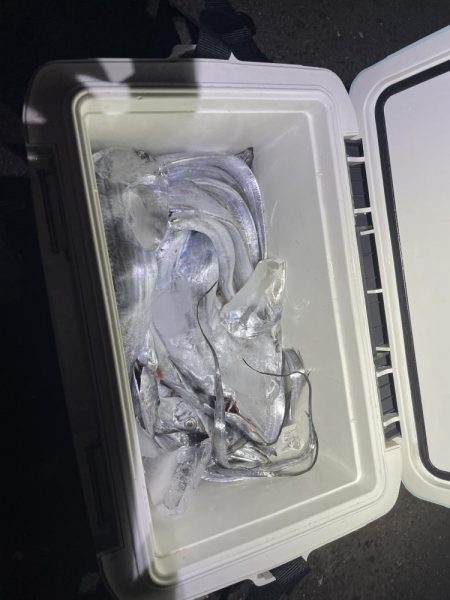 ★★大爆釣入れ食い状態★★