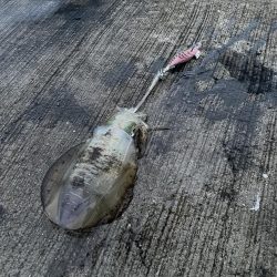 ★★爆風の中アオリイカゲット★★