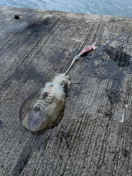 ★★爆風の中アオリイカゲット★★