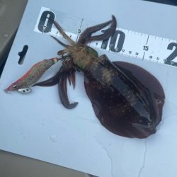 2023 佐渡ヶ島カヤックエギング 4回目【9月3日】