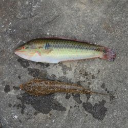 チャリコに降参　キスは何処に？