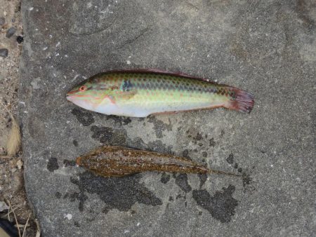 チャリコに降参　キスは何処に？