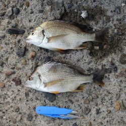 エビ撒きで恒例の５目釣り