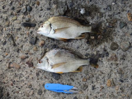 エビ撒きで恒例の５目釣り