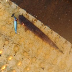 ツバスしか釣れません！