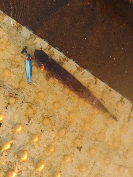 ツバスしか釣れません！