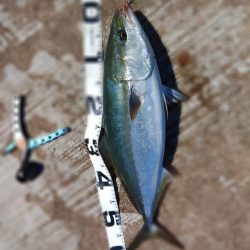 メジロしか・・・。