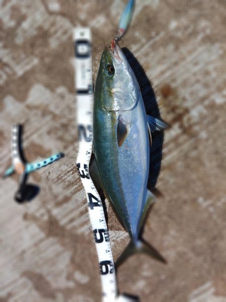 メジロしか・・・。