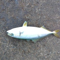 逃がした魚は・・・？