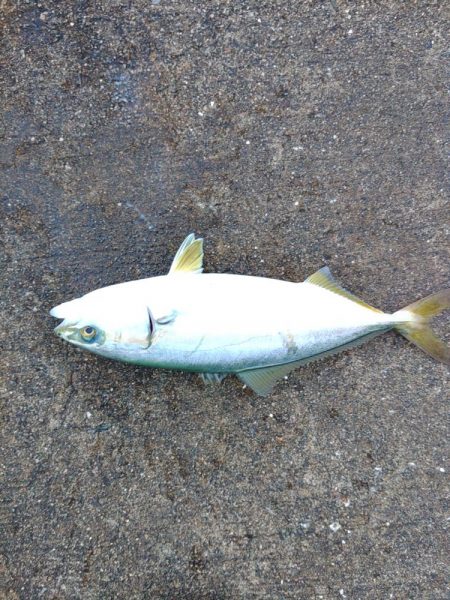 逃がした魚は・・・？