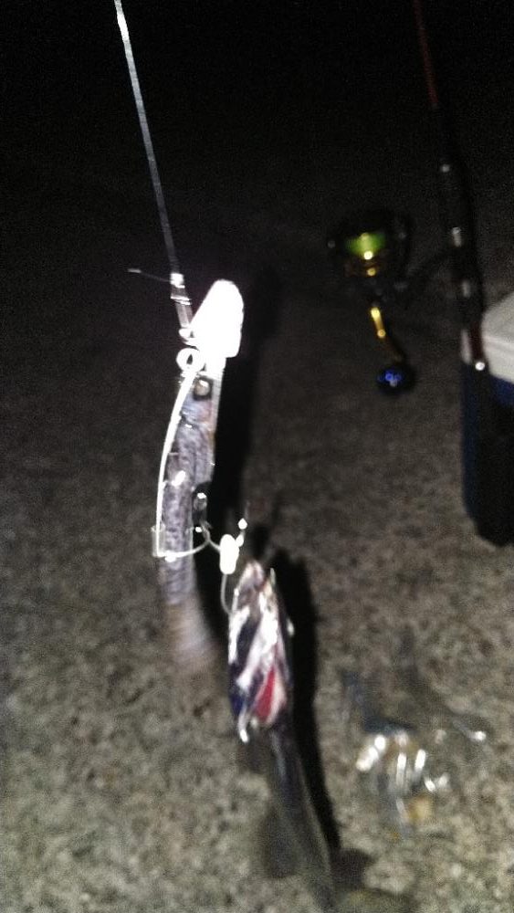 今シーズン初タチウオ