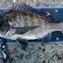 ぷら岸壁調査！！