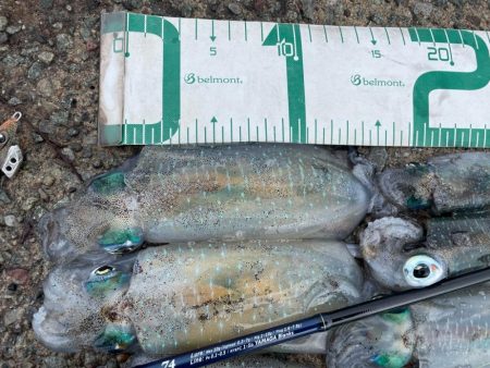 2023 佐渡ヶ島カヤックエギング 5回目…