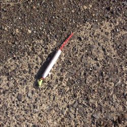 アジングで釣れました