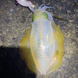 2023 佐渡ヶ島エギング 16回目【9月23日】