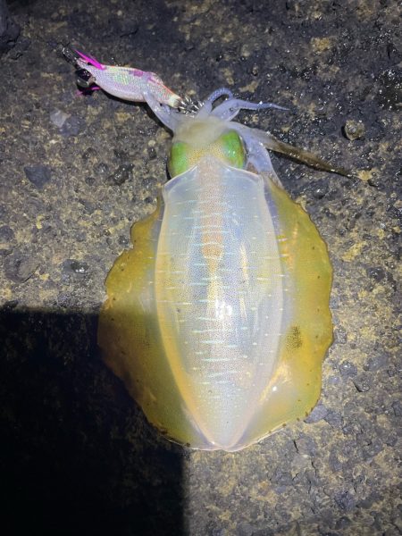 2023 佐渡ヶ島エギング 16回目【9月23日】