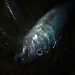 ナマズ狙いのはずが