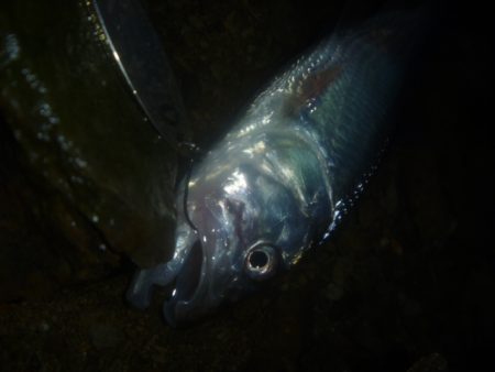 ナマズ狙いのはずが