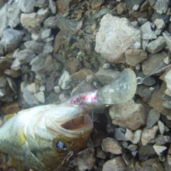 シャッドでバス釣り