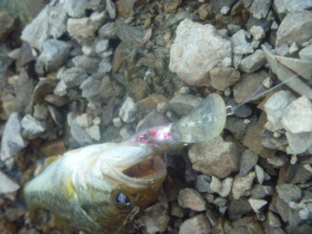 シャッドでバス釣り