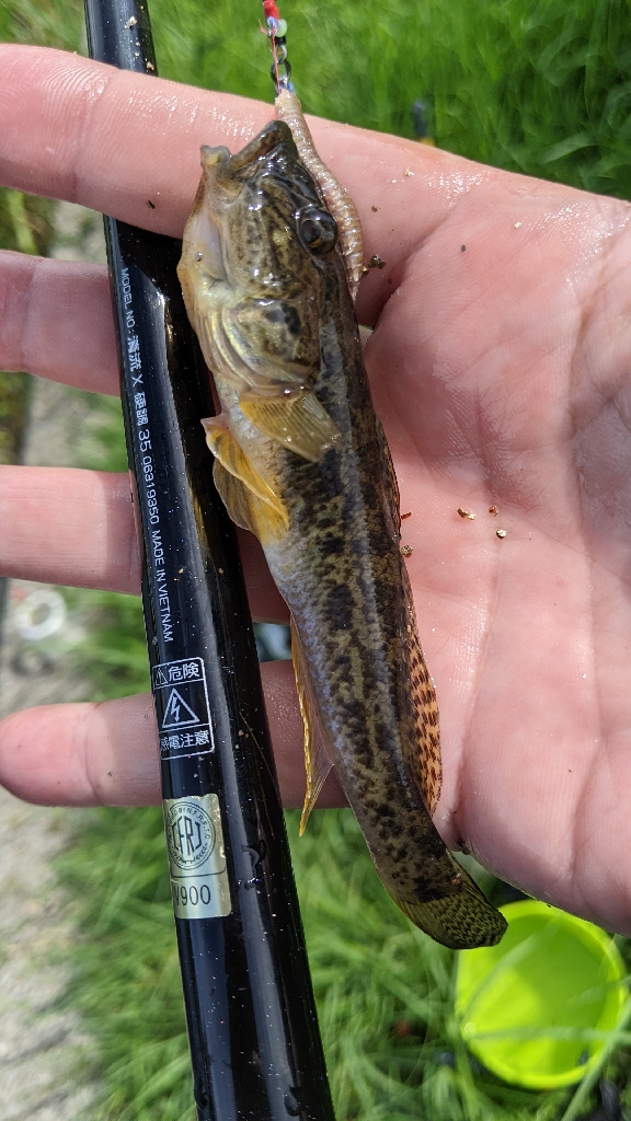 旧中川 ハゼ 台風後