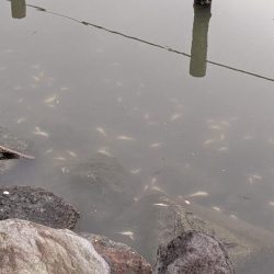 旧中川　ハゼ　大量死