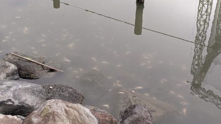 旧中川　ハゼ　大量死