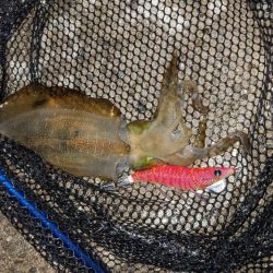 フナムシ怖すぎ