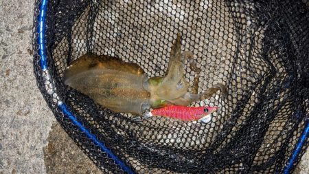 フナムシ怖すぎ