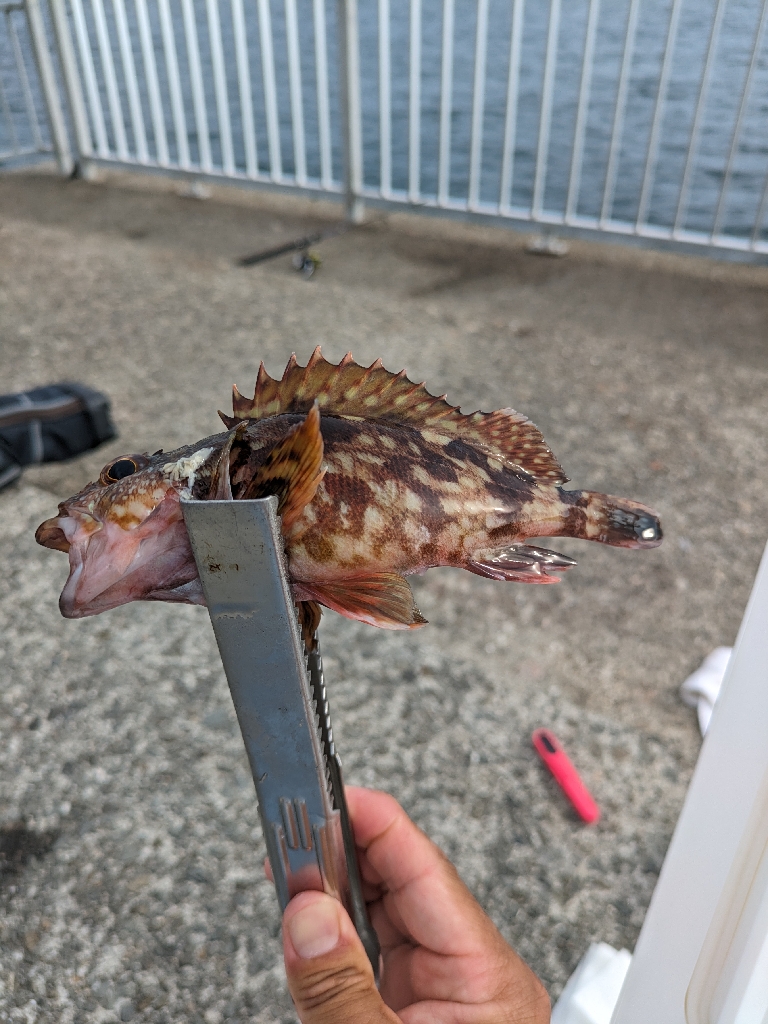 太刀魚釣れるかな