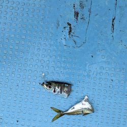 メジロ祭り(サウス)前半