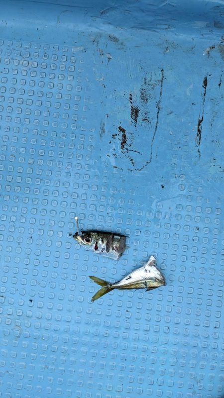 メジロ祭り(サウス)前半