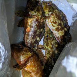 根魚は高活性