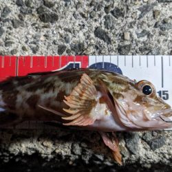 穴釣り&エギング