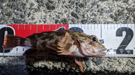 穴釣り&エギング