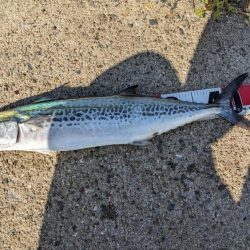 久しぶりルアーバラし多数