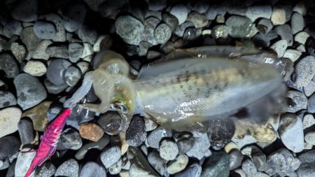 ナイトエギング