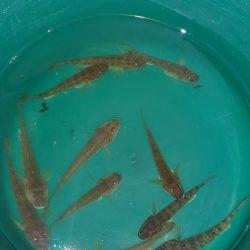 旧中川　ハゼ30匹チチブ60匹