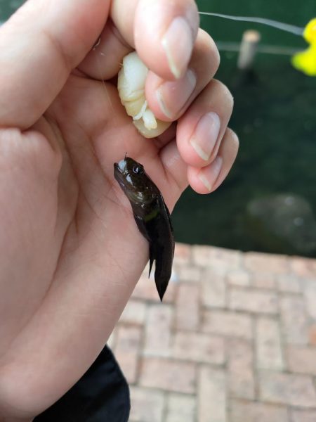 旧中川　大規模な酸欠でハゼ釣り終了のお知ら…