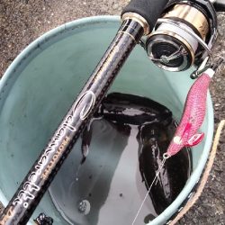 豆イカエギング