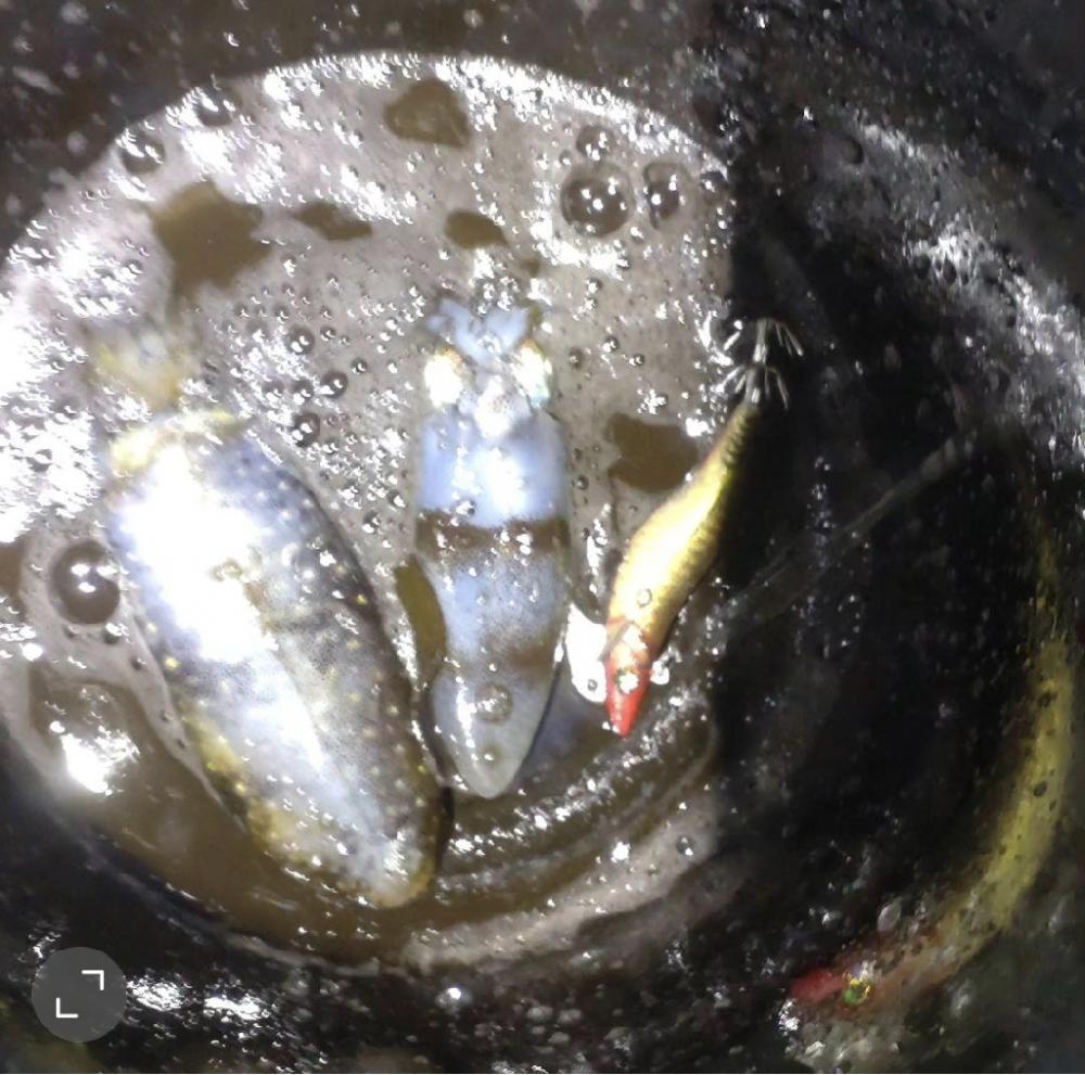 ティップラン開幕！！