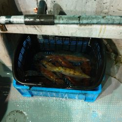 初のイカメタル