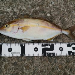 タチウオ✕シオ○