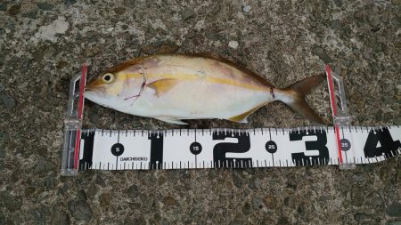 タチウオ✕シオ○