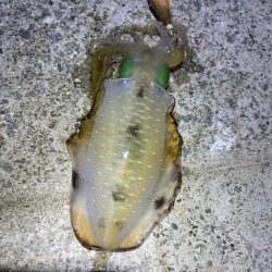 2023 佐渡ヶ島エギング 18回目【9月26日】