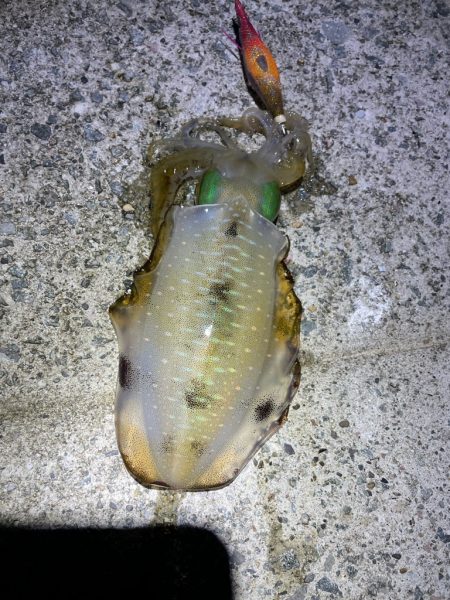 2023 佐渡ヶ島エギング 18回目【9月26日】