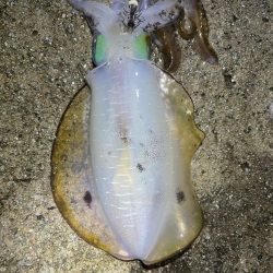 2023 佐渡ヶ島エギング 19回目【9月28日】