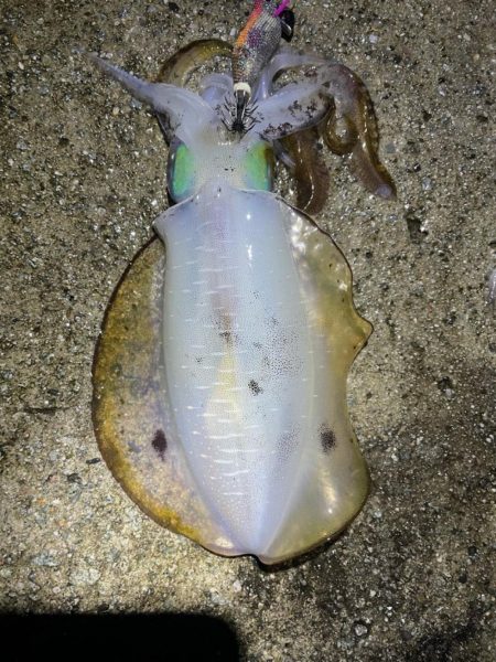 2023 佐渡ヶ島エギング 19回目【9月…